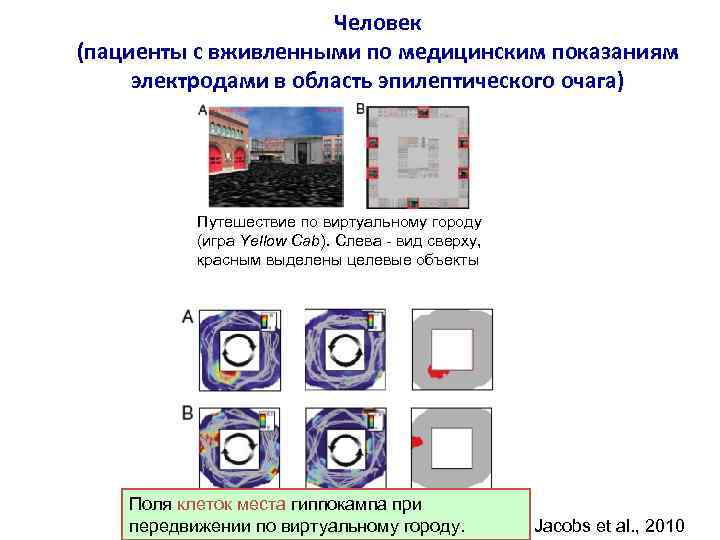Человек (пациенты с вживленными по медицинским показаниям электродами в область эпилептического очага) Путешествие по