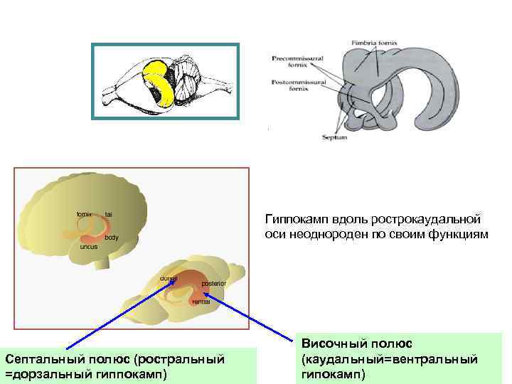 Гиппокамп вдоль рострокаудальной оси неоднороден по своим функциям Септальный полюс (ростральный =дорзальный гиппокамп) Височный