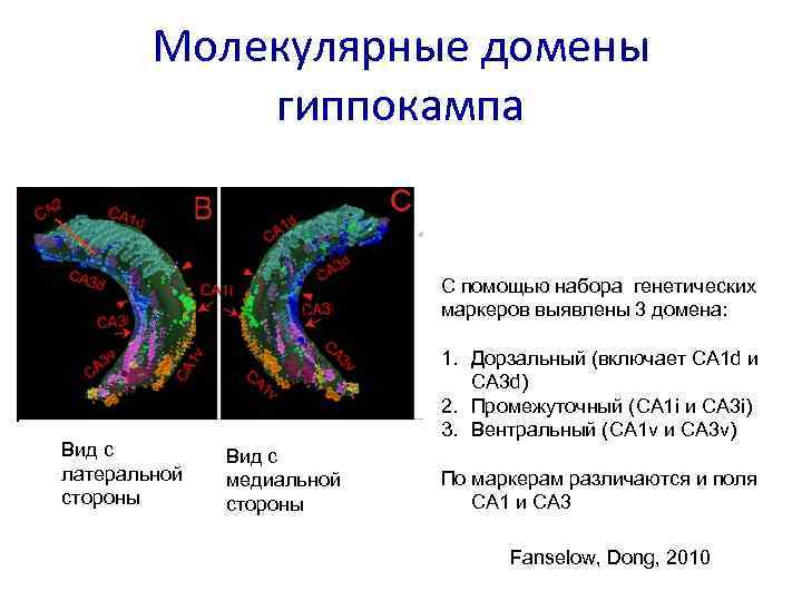 Молекулярные домены гиппокампа C помощью набора генетических маркеров выявлены 3 домена: Вид с латеральной