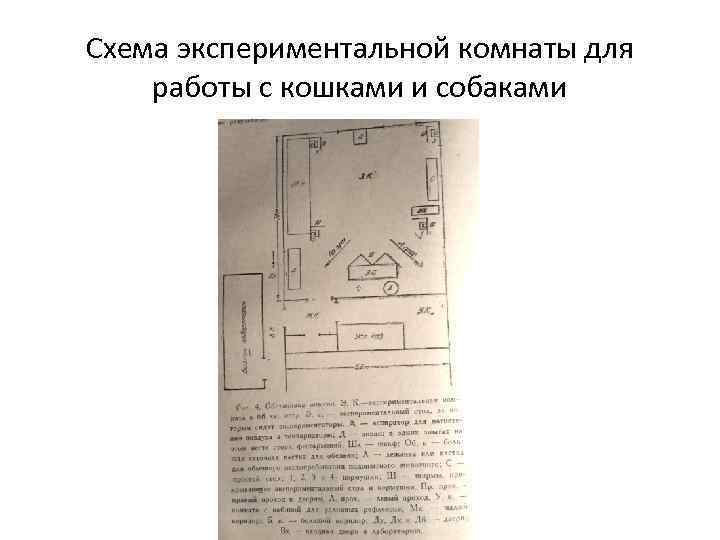 Схема экспериментальной комнаты для работы с кошками и собаками 