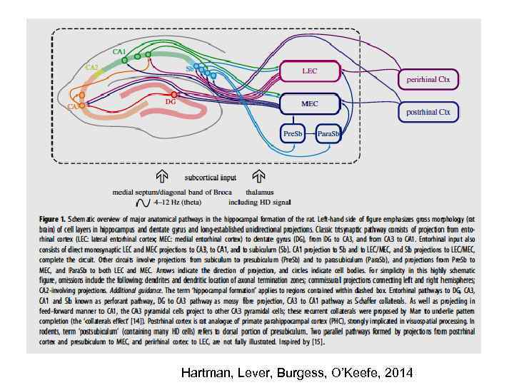 Hartman, Lever, Burgess, O’Keefe, 2014 