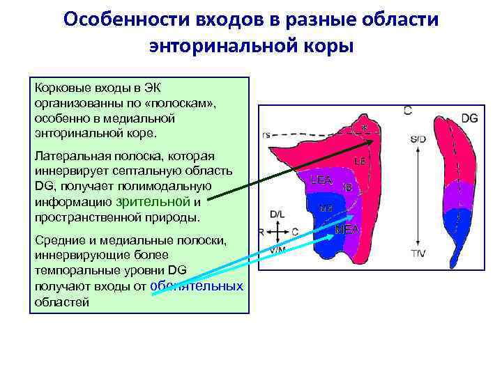 Особенности входов в разные области энторинальной коры Корковые входы в ЭК организованны по «полоскам»
