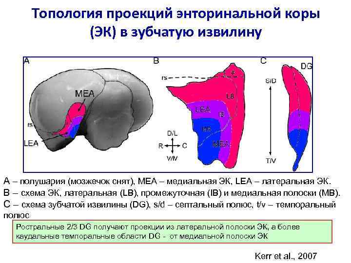 Топология проекций энторинальной коры (ЭК) в зубчатую извилину A – полушария (мозжечок снят), MEA