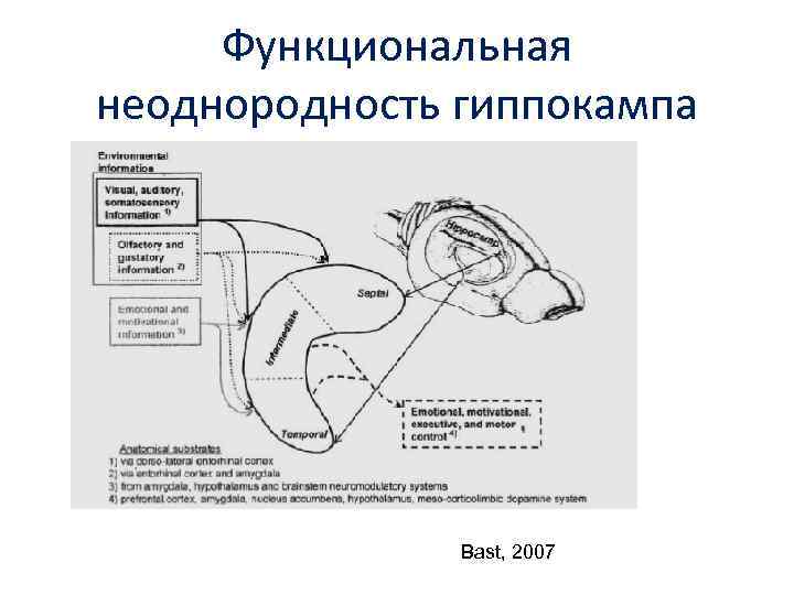 Функциональная неоднородность гиппокампа Bast, 2007 