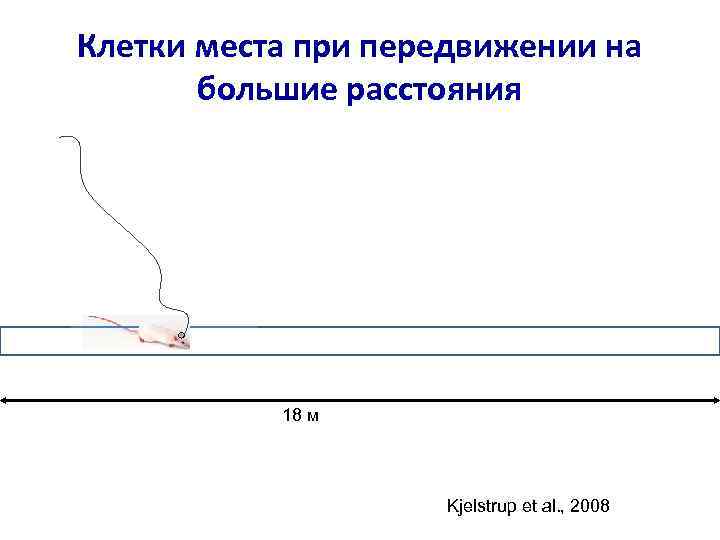 Клетки места при передвижении на большие расстояния 18 м Kjelstrup et al. , 2008