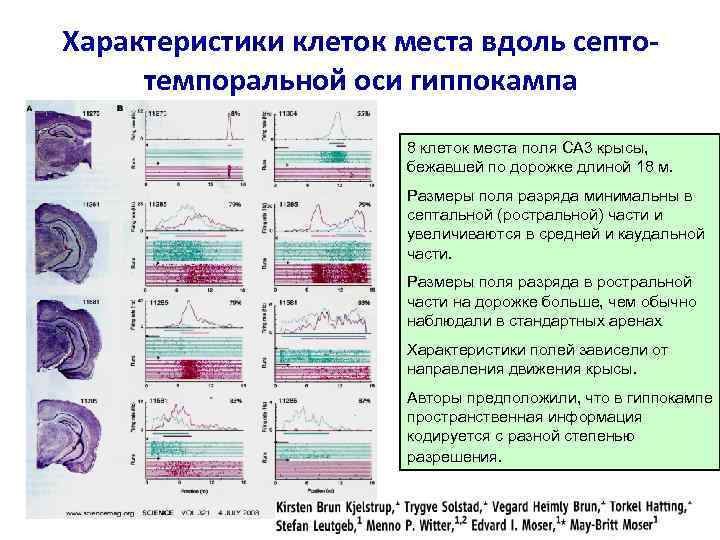 Характеристики клеток места вдоль септотемпоральной оси гиппокампа 8 клеток места поля CA 3 крысы,