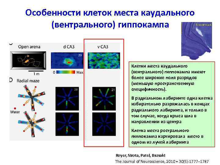 Особенности клеток места каудального (вентрального) гиппокампа Клетки места каудального (вентрального) гиппокампа имеют более широкие