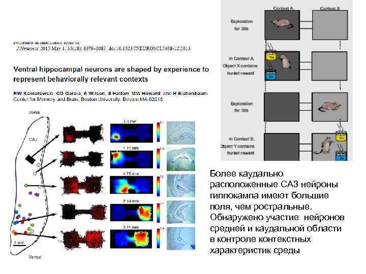 Более каудально расположенные CA 3 нейроны гиппокампа имеют большие поля, чем ростральные. Обнаружено участие