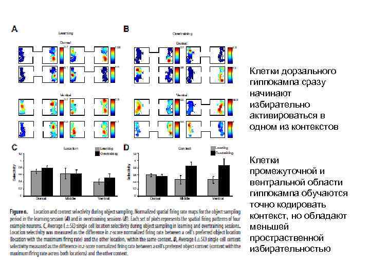 Клетки дорзального гиппокампа сразу начинают избирательно активироваться в одном из контекстов Клетки промежуточной и