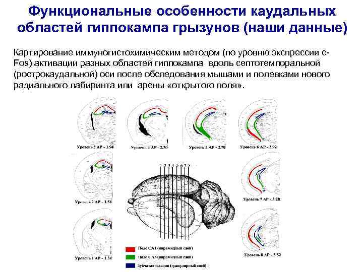 Функциональные особенности каудальных областей гиппокампа грызунов (наши данные) Картирование иммуногистохимическим методом (по уровню экспрессии