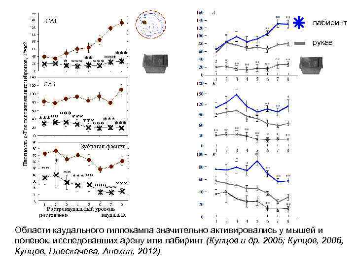 лабиринт рукав Области каудального гиппокампа значительно активировались у мышей и полевок, исследовавших арену или