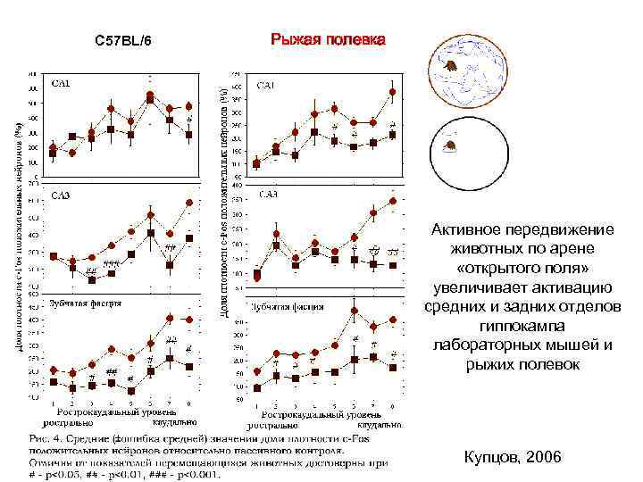 C 57 BL/6 Рыжая полевка Активное передвижение животных по арене «открытого поля» увеличивает активацию