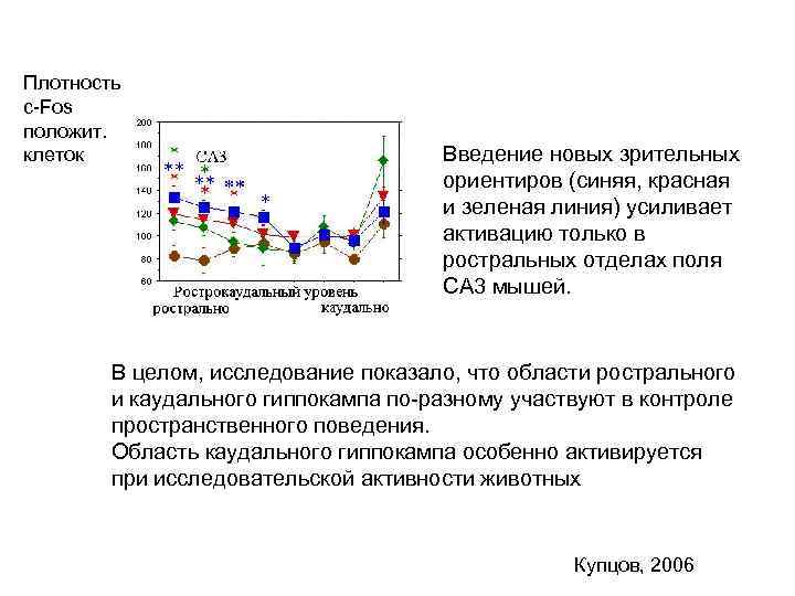 Плотность с-Fos положит. клеток Введение новых зрительных ориентиров (синяя, красная и зеленая линия) усиливает