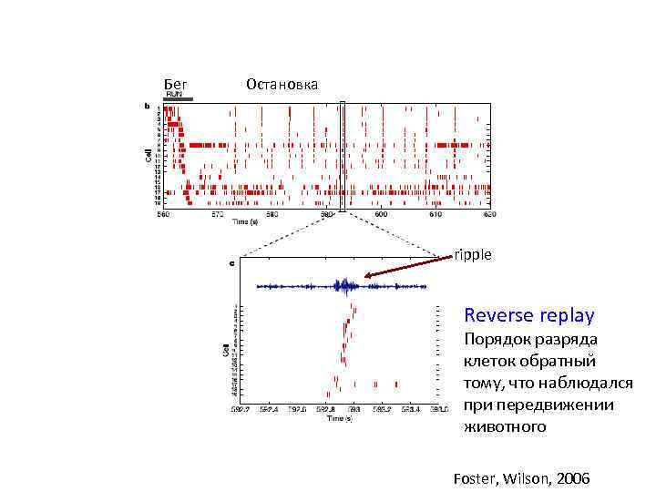 Бег Остановка ripple Reverse replay Порядок разряда клеток обратный тому, что наблюдался при передвижении