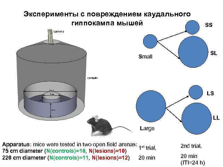 Эксперименты с повреждением каудального гиппокампа мышей SS SL Small LS LL Large Apparatus: mice