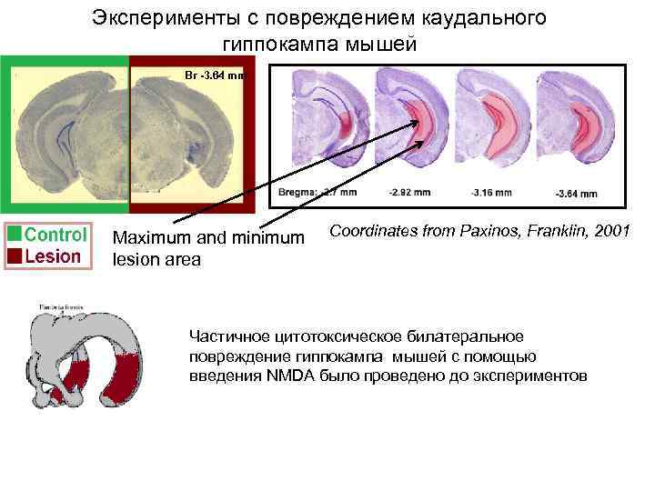 Эксперименты с повреждением каудального гиппокампа мышей Br -3. 64 mm Maximum and minimum lesion