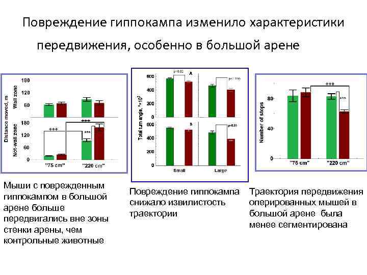 Повреждение гиппокампа изменило характеристики передвижения, особенно в большой арене Мыши с поврежденным гиппокампом в