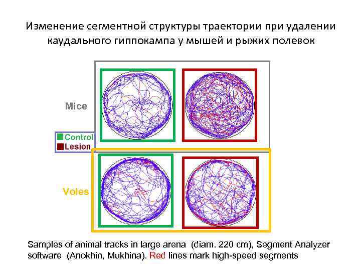 Изменение сегментной структуры траектории при удалении каудального гиппокампа у мышей и рыжих полевок Mice
