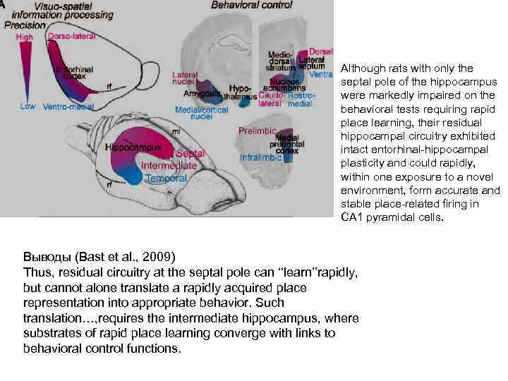 Although rats with only the septal pole of the hippocampus were markedly impaired on