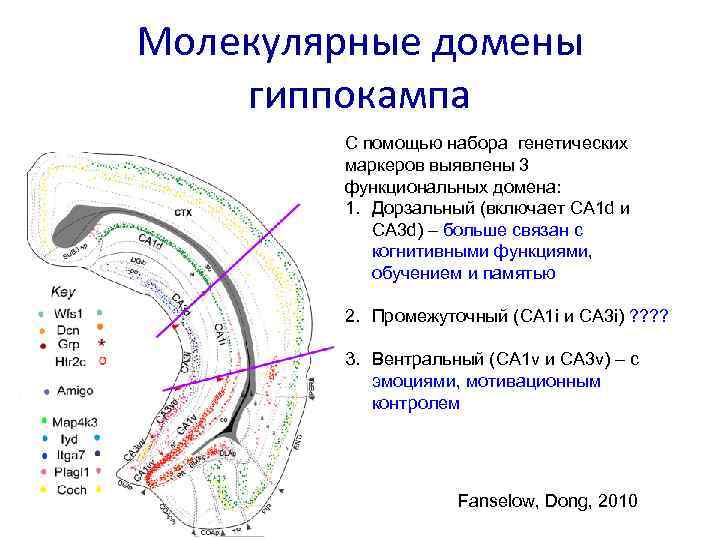 Молекулярные домены гиппокампа C помощью набора генетических маркеров выявлены 3 функциональных домена: 1. Дорзальный