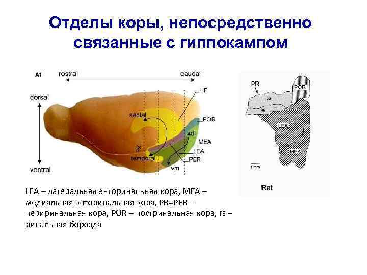 Отделы коры, непосредственно связанные с гиппокампом rs LEA – латеральная энторинальная кора, MEA –