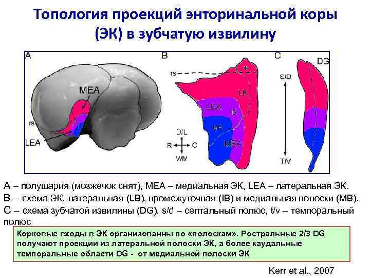 Топология проекций энторинальной коры (ЭК) в зубчатую извилину A – полушария (мозжечок снят), MEA
