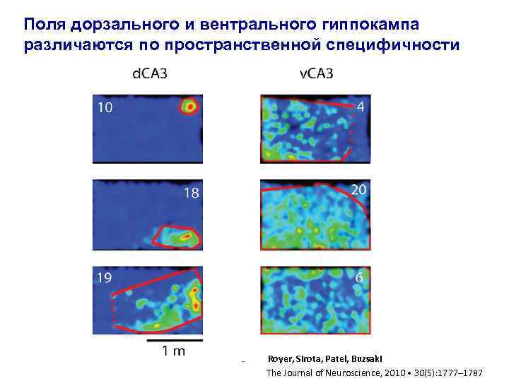 Поля дорзального и вентрального гиппокампа различаются по пространственной специфичности Royer, Sirota, Patel, Buzsaki The