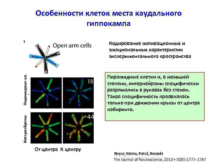 Особенности клеток места каудального гиппокампа Кодирование мотивационных и эмоциональных характеристик экспериментального пространства Интернейроны Пирамидные