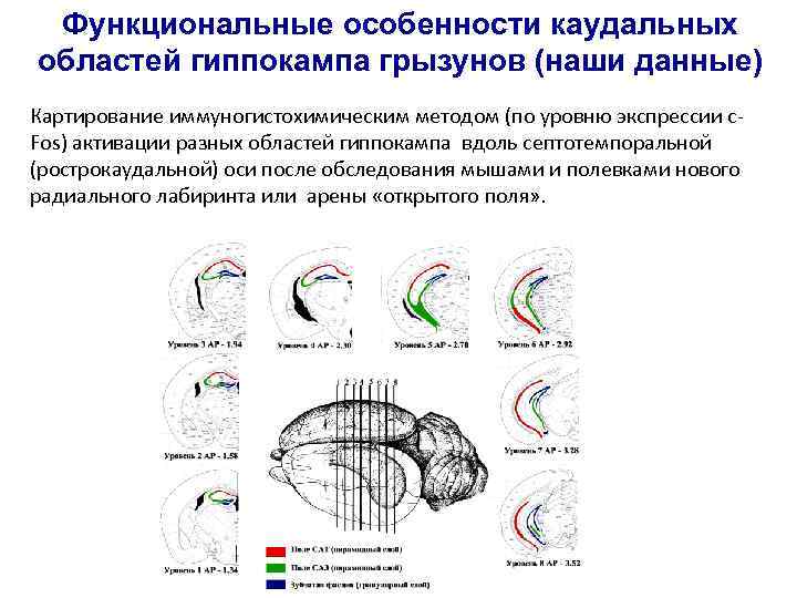 Функциональные особенности каудальных областей гиппокампа грызунов (наши данные) Картирование иммуногистохимическим методом (по уровню экспрессии