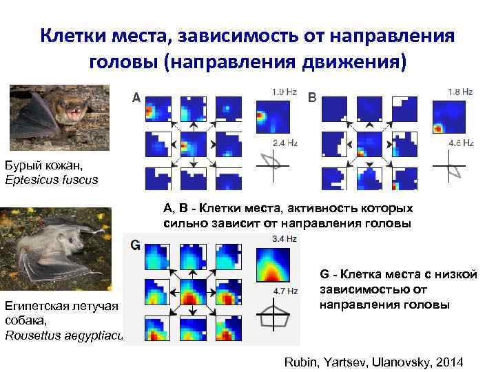 Клетки места, зависимость от направления головы (направления движения) Бурый кожан, Eptesicus fuscus A, B