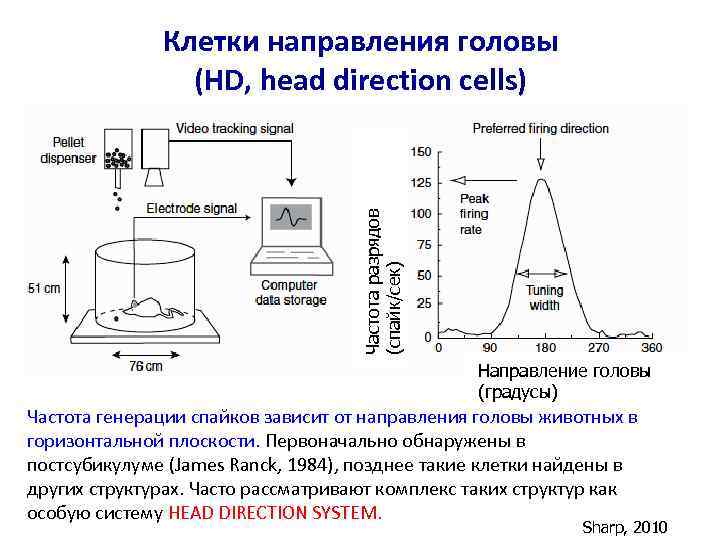Частота разрядов (спайк/сек) Клетки направления головы (HD, head direction cells) Направление головы (градусы) Частота