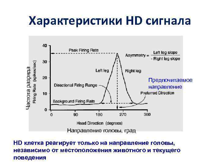 Частота разряда Характеристики HD сигнала Предпочитаемое направление Направление головы, град HD клетка реагирует только