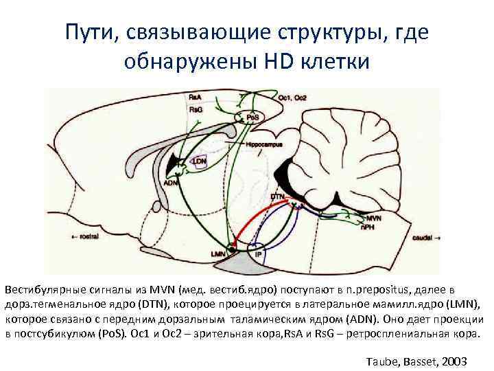 Пути, связывающие структуры, где обнаружены HD клетки Вестибулярные сигналы из MVN (мед. вестиб. ядро)