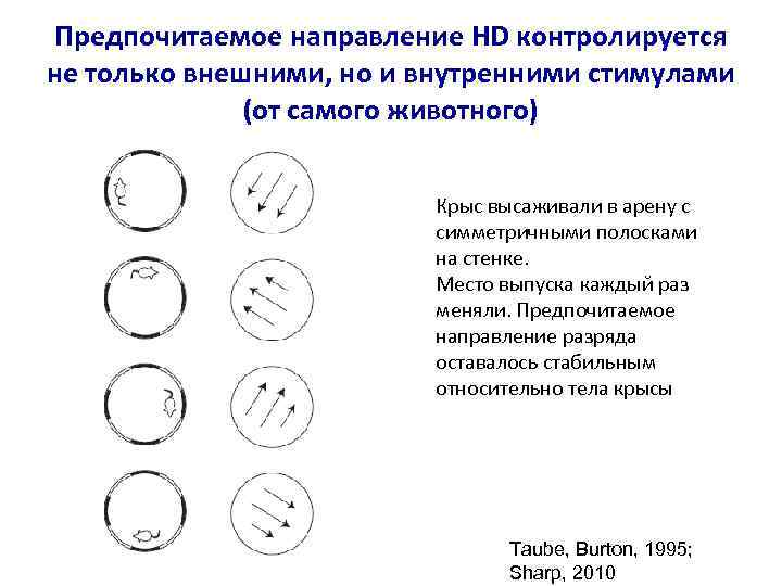 Предпочитаемое направление HD контролируется не только внешними, но и внутренними стимулами (от самого животного)