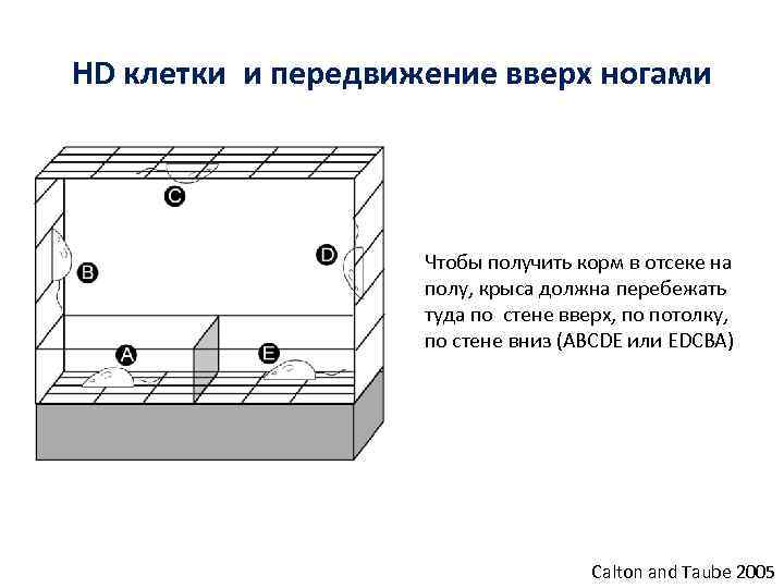 HD клетки и передвижение вверх ногами Чтобы получить корм в отсеке на полу, крыса