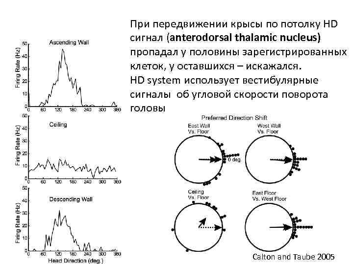 При передвижении крысы по потолку HD сигнал (anterodorsal thalamic nucleus) пропадал у половины зарегистрированных