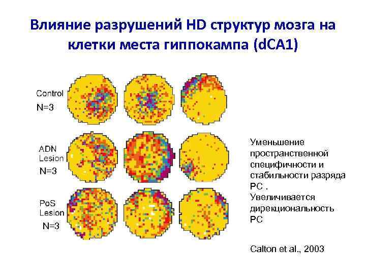Влияние разрушений HD структур мозга на клетки места гиппокампа (d. CA 1) N=3 N=3