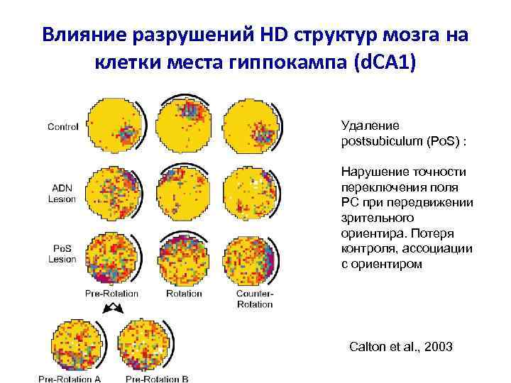 Влияние разрушений HD структур мозга на клетки места гиппокампа (d. CA 1) Удаление postsubiculum
