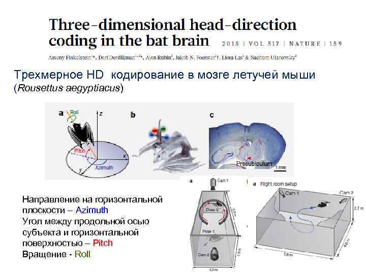 Трехмерное HD кодирование в мозге летучей мыши (Rousettus aegyptiacus) Направление на горизонтальной плоскости –