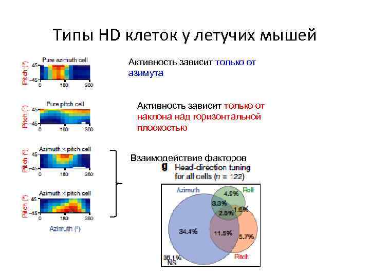 Типы HD клеток у летучих мышей Активность зависит только от азимута Активность зависит только