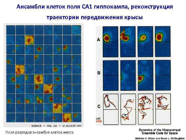 Ансамбли клеток поля CA 1 гиппокампа, реконструкция траектории передвижения крысы Поля разрядов ансамбля клеток