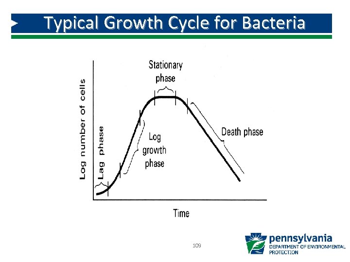 Typical Growth Cycle for Bacteria 109 