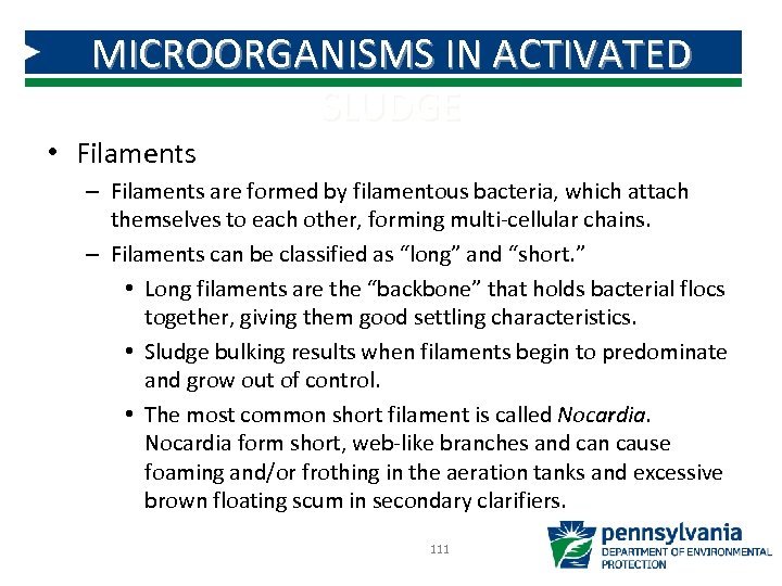 MICROORGANISMS IN ACTIVATED SLUDGE • Filaments – Filaments are formed by filamentous bacteria, which