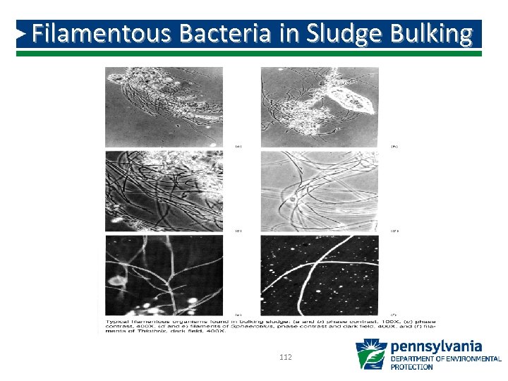 Filamentous Bacteria in Sludge Bulking 112 