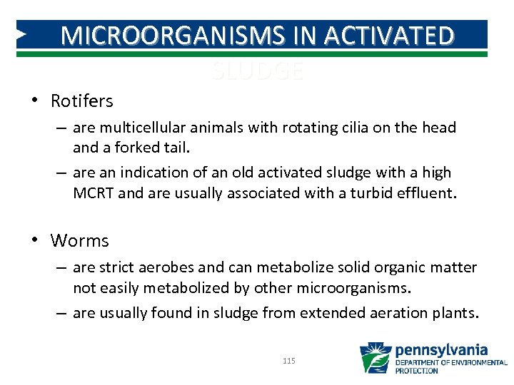 MICROORGANISMS IN ACTIVATED SLUDGE • Rotifers – are multicellular animals with rotating cilia on