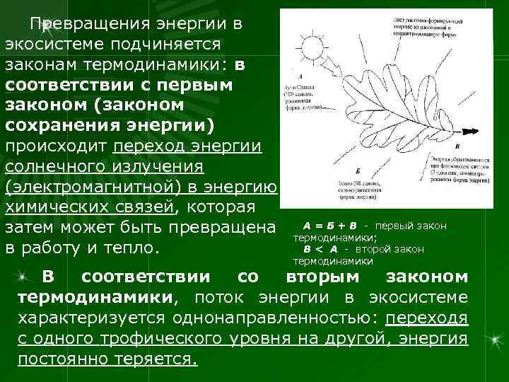 Превращения энергии в экосистеме подчиняется законам термодинамики: в соответствии с первым законом (законом сохранения