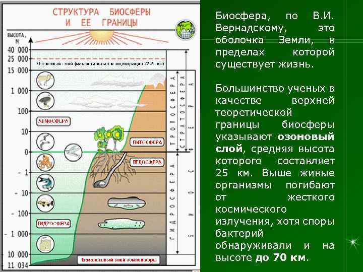 Биосфера, по В. И. Вернадскому, это оболочка Земли, в пределах которой существует жизнь. Большинство