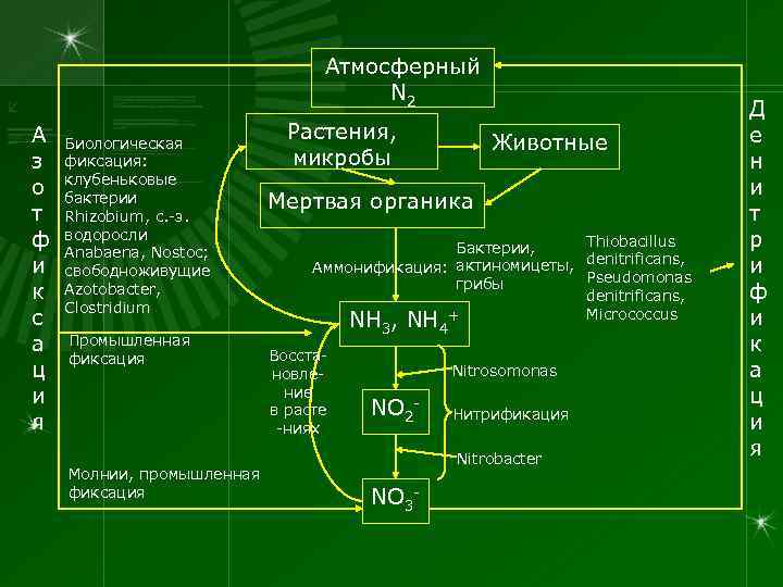 Атмосферный N 2 А з о т ф и к с а ц и