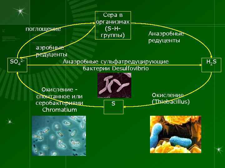 поглощение SO 42 - Сера в организмах (S-Hгруппы) Анаэробные редуценты Анаэробные сульфатредуцирующие бактерии Desulfovibrio