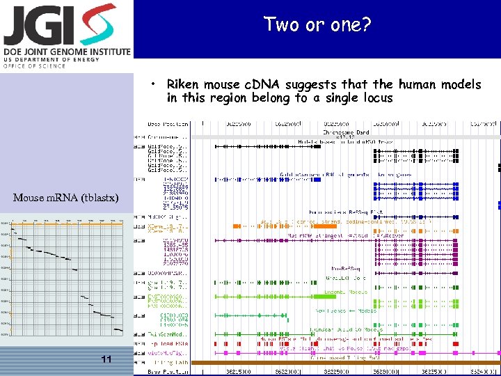 Two or one? • Riken mouse c. DNA suggests that the human models in